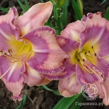 Лилейник Милдред Митчел