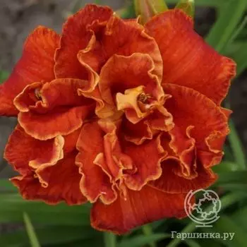 Лилейник Мозес Файе