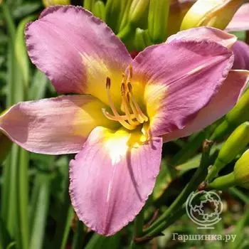 Лилейник Нил Крейн