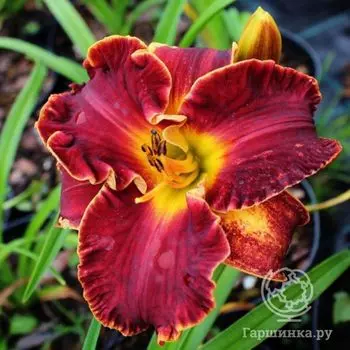 Лилейник Ноти Ред