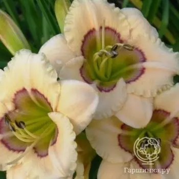 Лилейник Ол Американ Бэйби