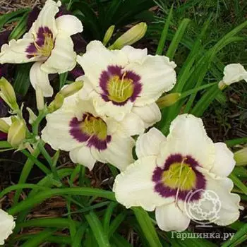 Лилейник Пандорас Бокс