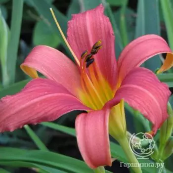 Лилейник Пинк Дамаск