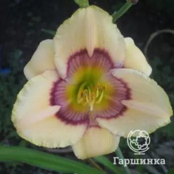 Лилейник Рейнбоу Кэнди