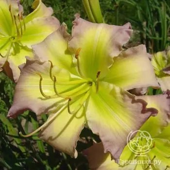 Лилейник Ридженси Хайтс