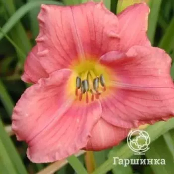 Лилейник Роузи Ретернс