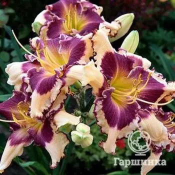 Лилейник Сабина Баур