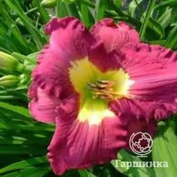 Лилейник Сайлент Сентри