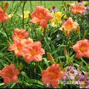 Лилейник Саус Сис