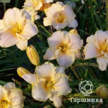 Лилейник Серена Санберст