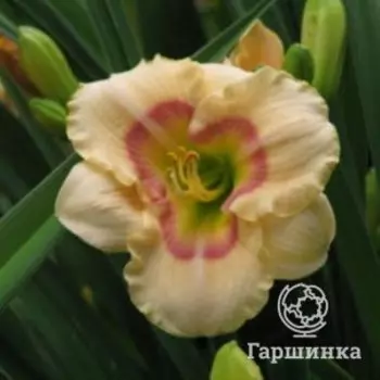 Лилейник Силоам Бэби Толк