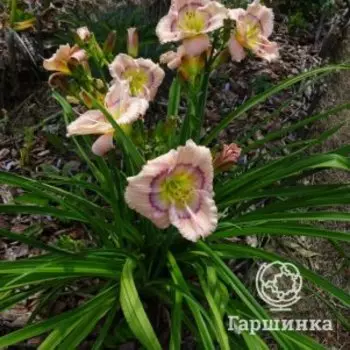 Лилейник Силоам Дэвид Киргхоф