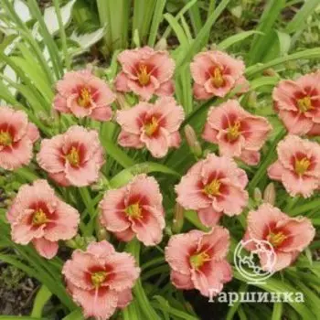 Лилейник Силоам Риббон Кэнди