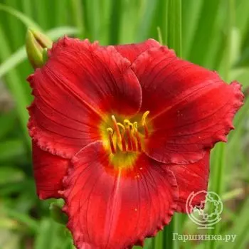 Лилейник Силоам Шоу Герл