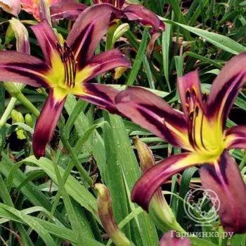 Лилейник-спайдер Блэк Эрроухэд