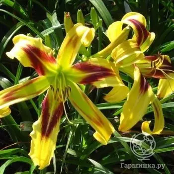 Лилейник-спайдер Фри Веллин