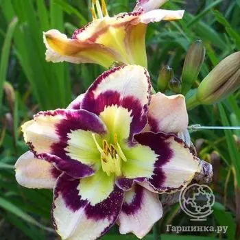 Лилейник Спэйскоаст Си Шелс