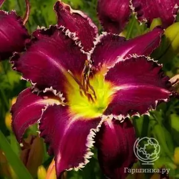 Лилейник Тус