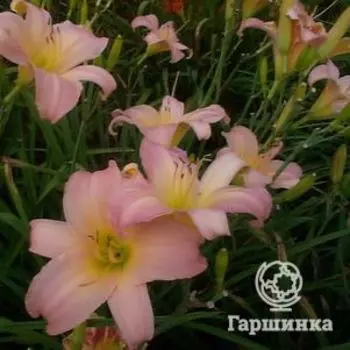 Лилейник Винсом Леди