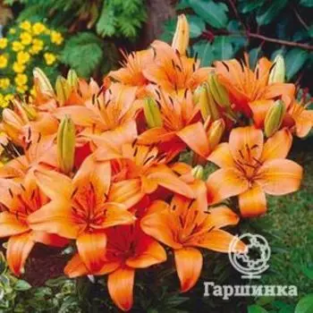 Лилия Абвилльс Прайд азиатская низкорослая