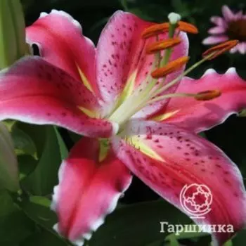 Лилия Афтер Эйт восточная