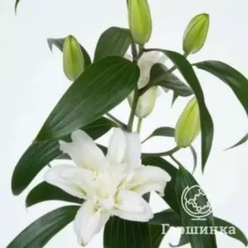 Лилия Аиша восточная розовидная