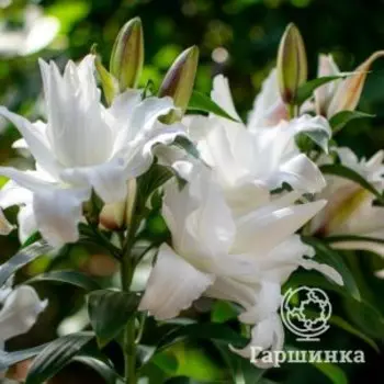 Лилия Анжела восточная махровая