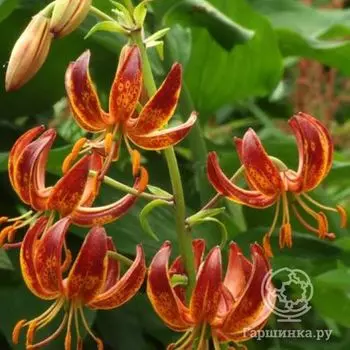 Лилия Арабиан Найт кудреватая