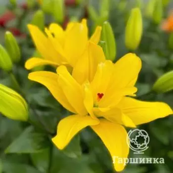 Лилия Авалон Кокпит ЛА-гибрид
