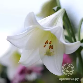 Лилия Бах лонгифлорум