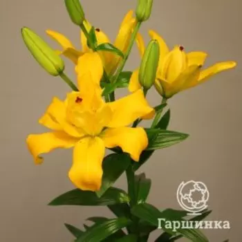 Лилия Бэкхэнд ЛА-гибрид