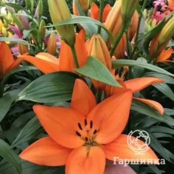 Лилия Бароло ЛА-гибрид