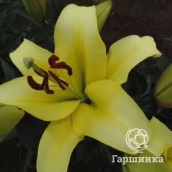 Лилия Бельвилль ОТ-гибрид