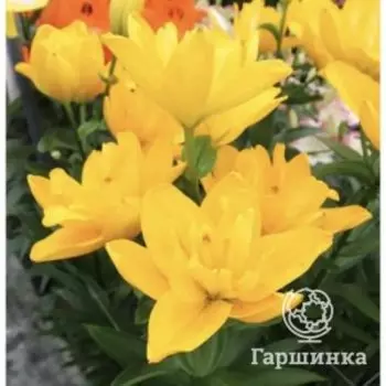 Лилия Беверли Голд ЛА-гибрид