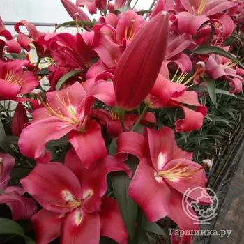 Лилия Борелло ОТ-гибрид/2шт