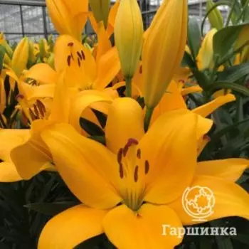 Лилия Ботеро ЛА-гибрид