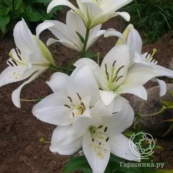 Лилия Брайт Даймонд ЛА-гибрид