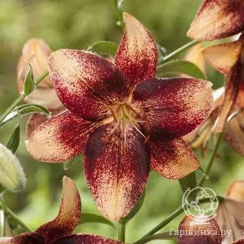 Лилия Чоколат Ивент азиатская /2шт