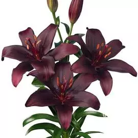 Лилия Дак секрет азиатская /2шт