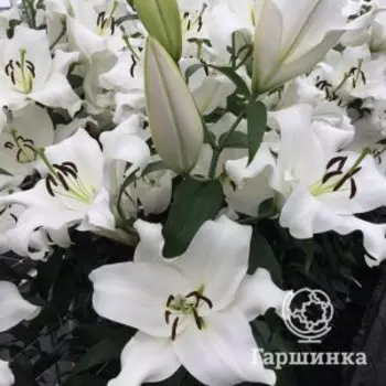 Лилия Девола ОТ-гибрид