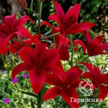 Лилия Дукати ЛА-гибрид