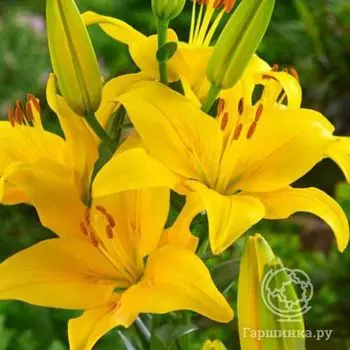 Лилия Елоу Кантри азиатская