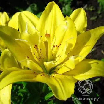 Лилия Фата Моргана азиатская махровая