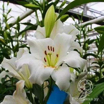 Лилия Фредо лонгифлорум /2шт