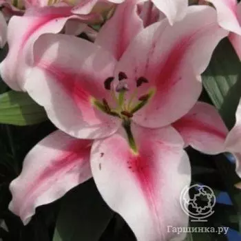 Лилия Фронтера восточная