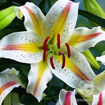 Лилия Гарден Пати восточная низкорослая