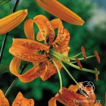 Лилия Генри видовая