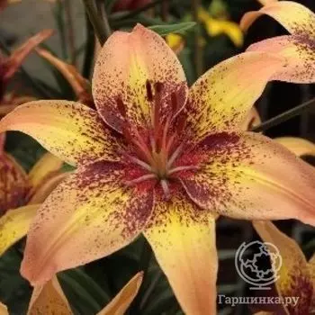 Лилия Голден Браун азиатская/2шт