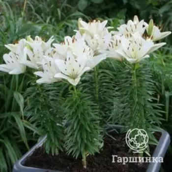 Лилия Хэппи Айс азиатская низкорослая