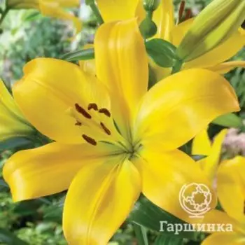 Лилия Хино ЛА-гибрид